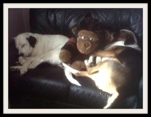 Buster Monkey and Taz