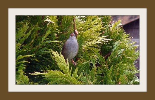 Bird in Tree