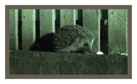 HedgeHog night light